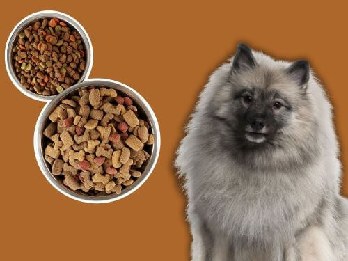 Best Dog Food For Keeshonden chapter 3