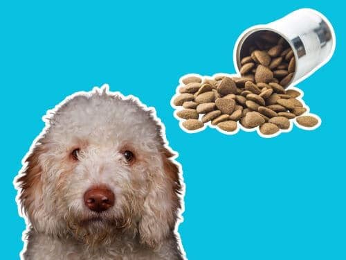 Best Dog Food For Lagotto Romagnoli chapter 2