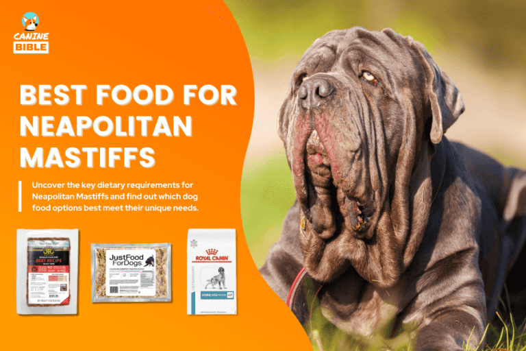 Best Dog Food For Neapolitan Mastiffs — 2024 Complete Guide