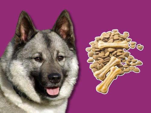 Best Dog Food For Norwegian Elkhounds chapter 3