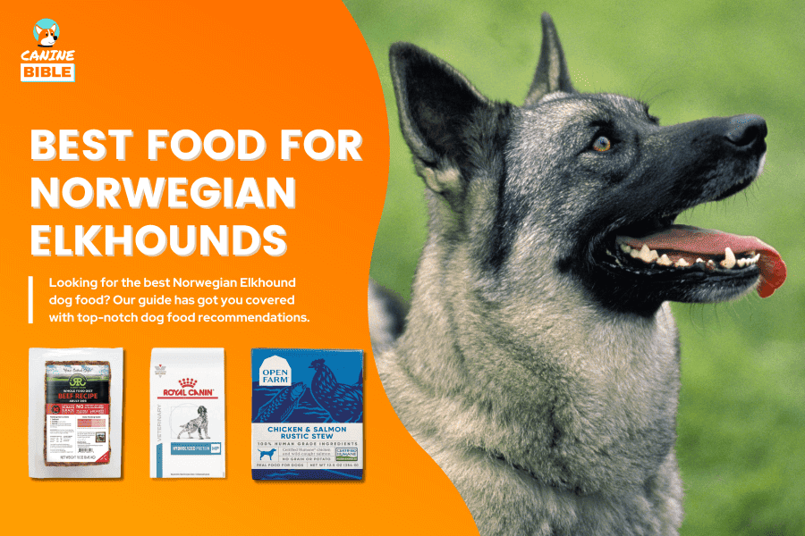 Best Dog Food For Norwegian Elkhounds