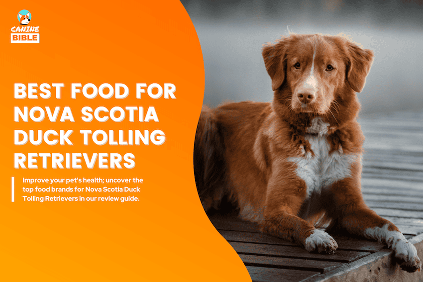 Best Dog Food For Nova Scotia Duck Tolling Retrievers