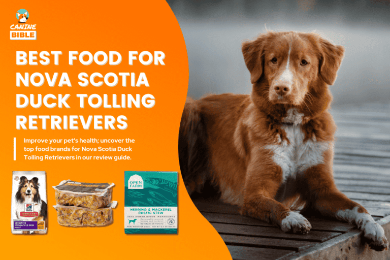 Best Dog Food For Nova Scotia Duck Tolling Retrievers | Toller Dog Food