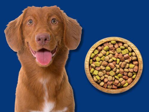 Best Dog Food For Nova Scotia Duck Tolling Retrievers chapter 1