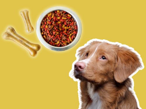 Best Dog Food For Nova Scotia Duck Tolling Retrievers chapter 3