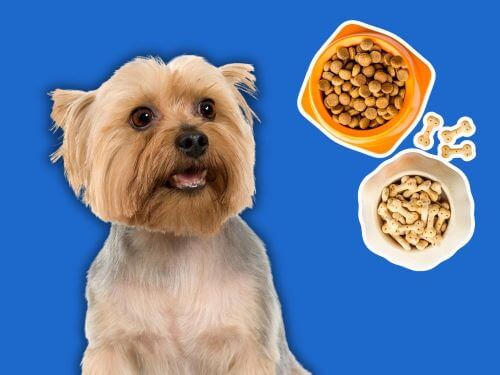 Best Dog Food For Silky Terriers chapter 1