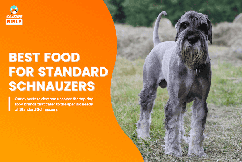 Best Dog Food For Standard Schnauzers