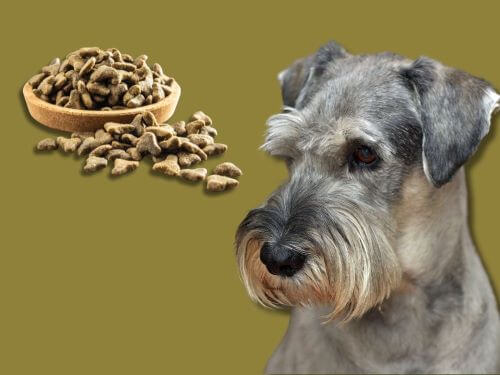 Best Dog Food For Standard Schnauzers chapter 1