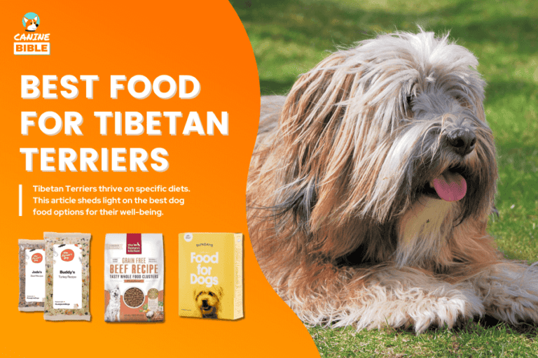 Best Dog Food For Tibetan Terriers — For Perfect Nutrition