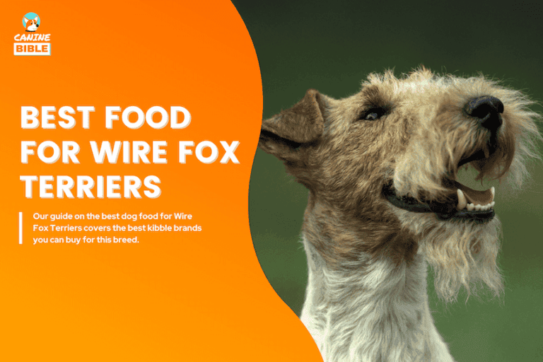 Best Dog Food For Wire Fox Terriers