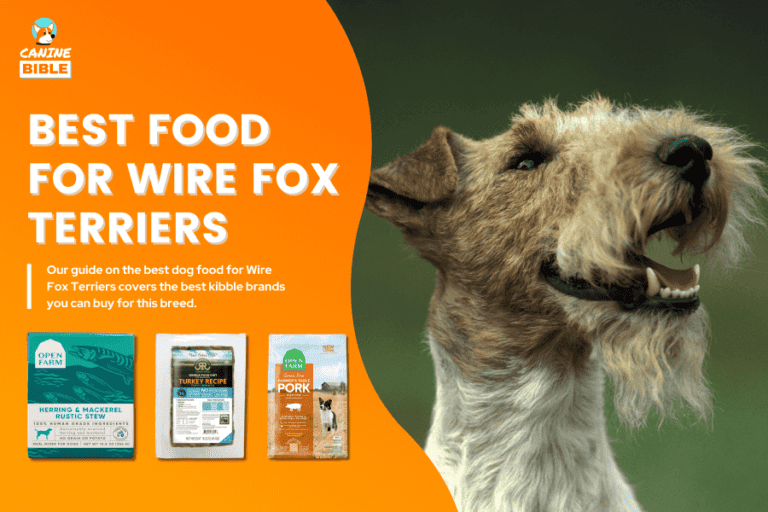 Best Dog Food For Wire Fox Terriers