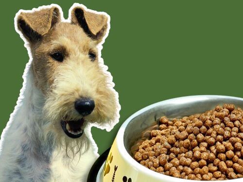 Best Dog Food For Wire Fox Terriers chapter 1
