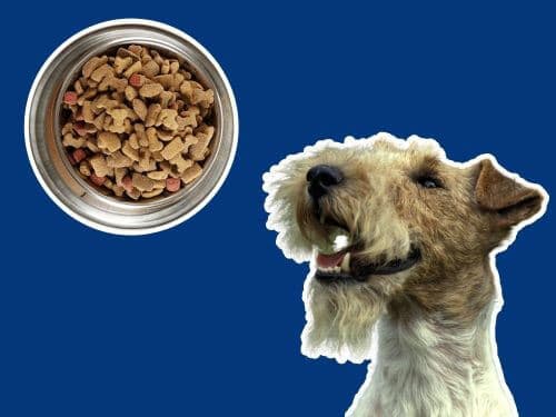 Best Dog Food For Wire Fox Terriers chapter 2