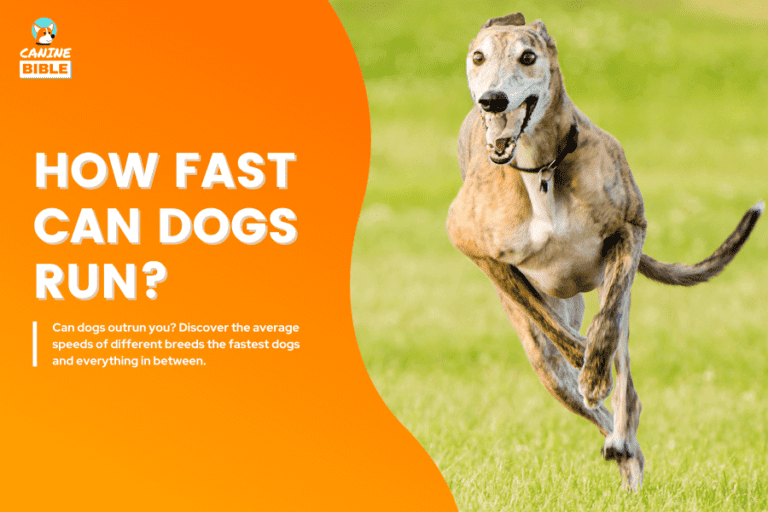 How Fast Can A Dog Run? Average Dog Speed, Fastest Breeds & FAQs