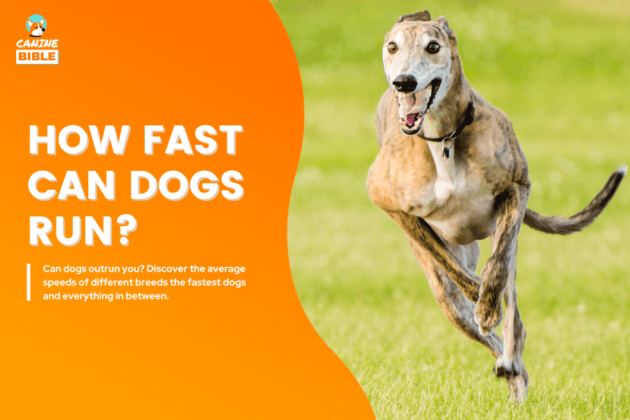 how fast can a dog run