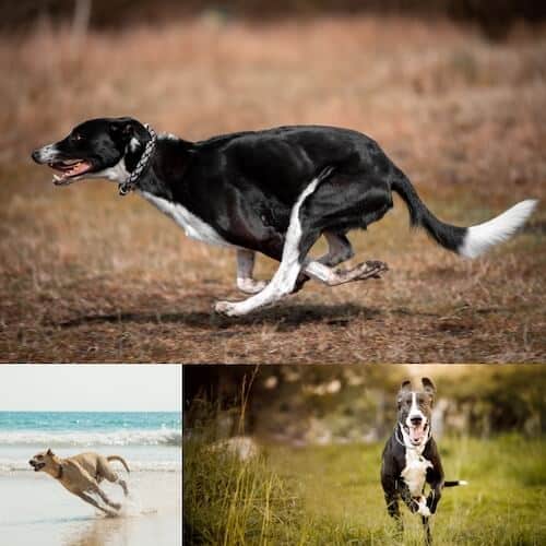 How Fast Can A Dog Run? Average Dog Speed, Fastest Breeds & FAQs Canine Bible