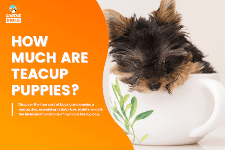 Teacup Dog Price: How Much Teacup Puppies Costs?