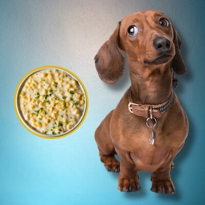 homemade food for dachshunds