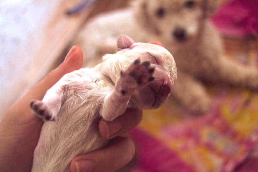Runt of The Litter Meaning, Pros & Cons, Personality, Development