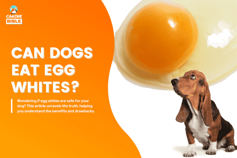 can dogs eat egg whites