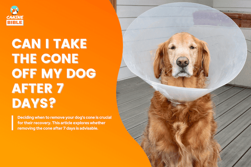 can i take the cone off my dog after 7 days