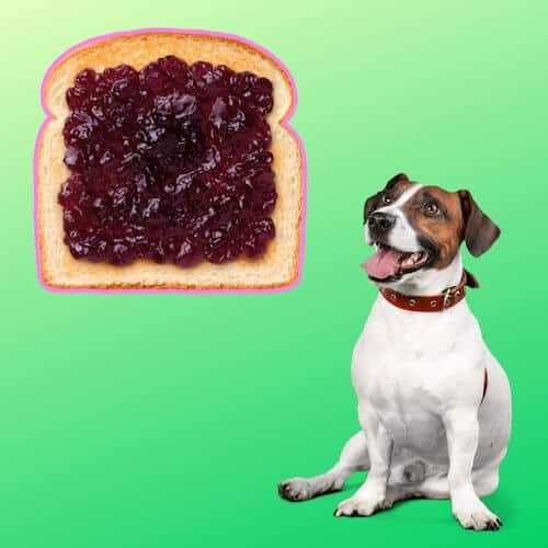 can dogs have jelly