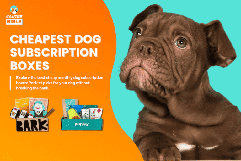 Cheapest Monthly Dog Subscription Boxes [2024] ⁠- Reviews & Top Picks