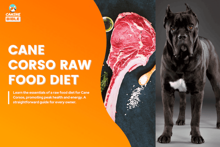 cane corso raw food diet
