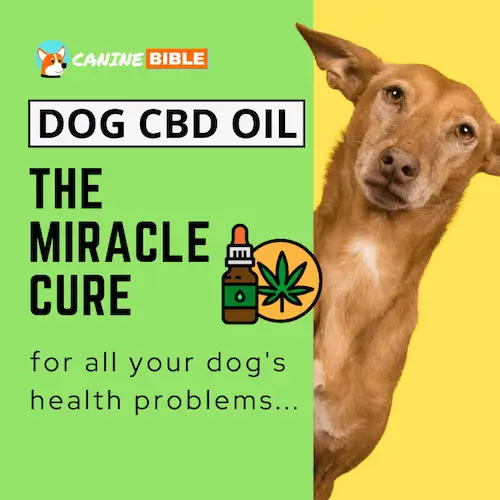 dog cbd oil