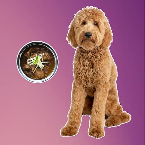 goldendoodle homemade food recipe