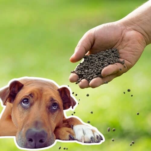 is lawn fertilizer safe for dogs