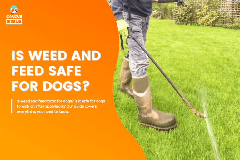 Is Weed And Feed Safe For Dogs? Will It Poison My Dog?