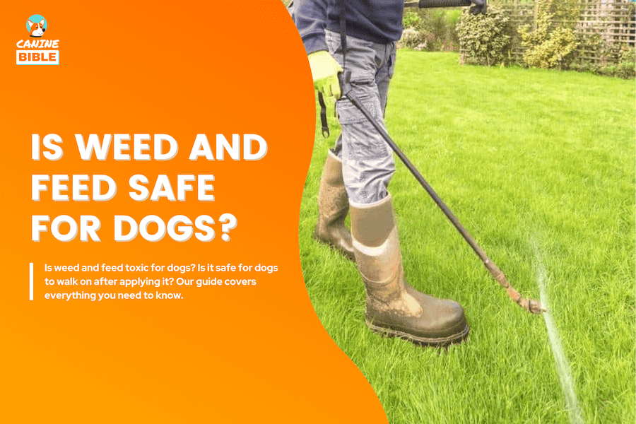 is weed and feed safe for dogs