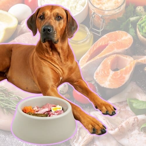 raw dog food diet for beginners