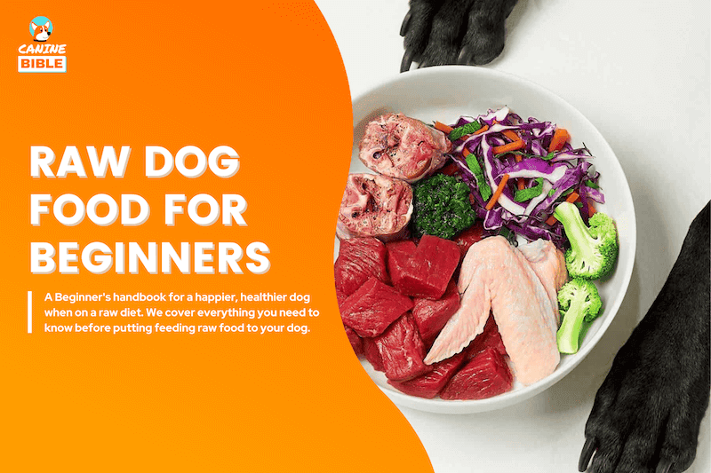 raw dog food for beginners