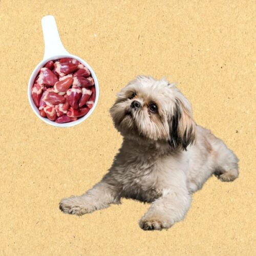 Shih Tzu Raw Food Diet: Guide & Recipes - Canine Bible