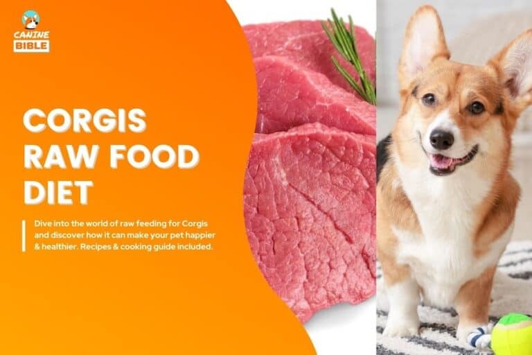 corgi raw dog food