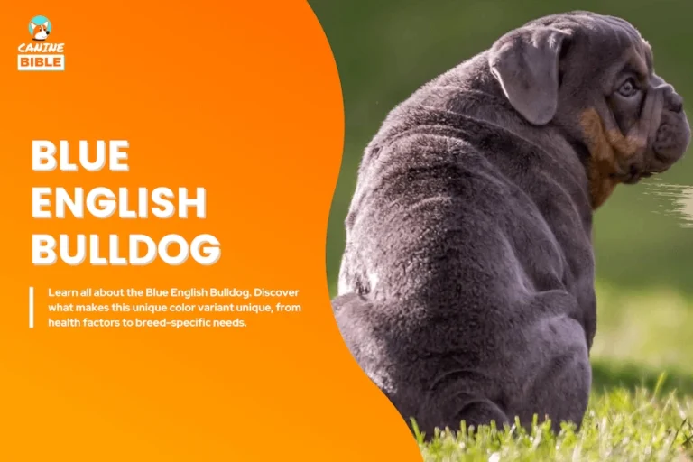 Blue English Bulldog Breed Info: Health, Price, Traits & More