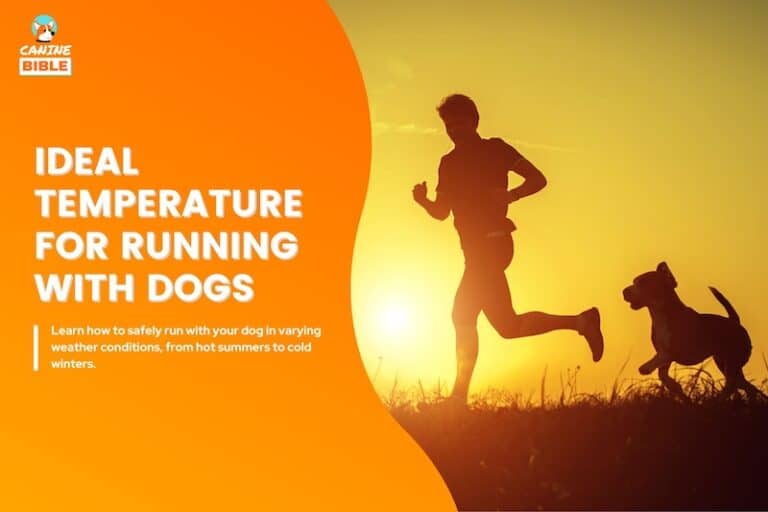 When Is Too Hot to Run With Your Dog? When Is Too Cold?