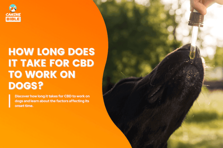 How Long Does It Take For CBD to Work On Dogs