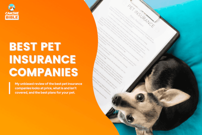 best pet insurance