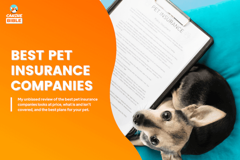 best pet insurance