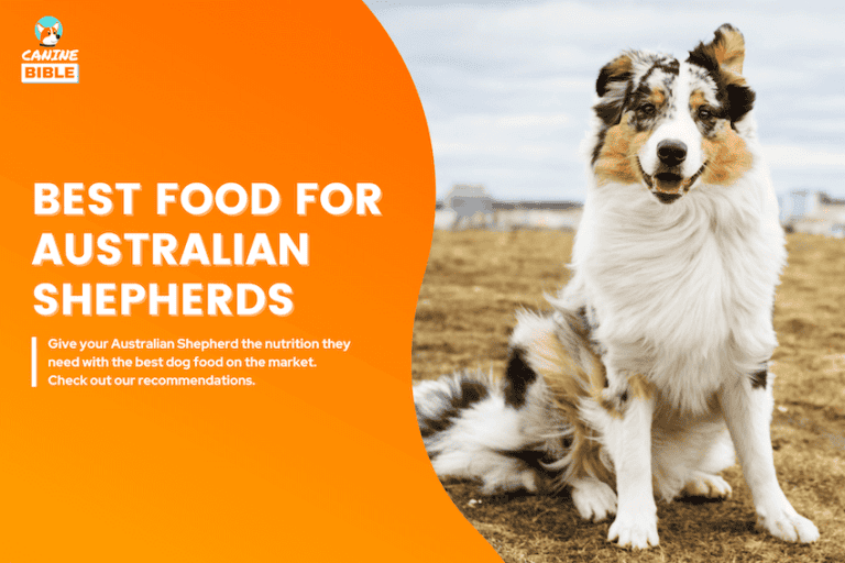best dog food for Australian Shepherds