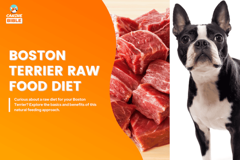 boston terrier raw food diet