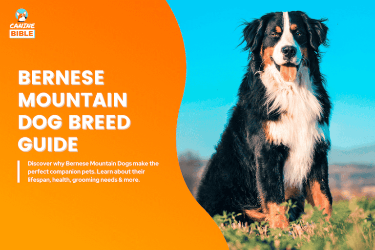 bernese mountain dog