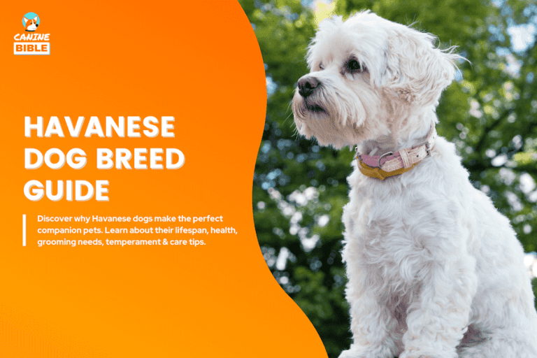 Havanese Dogs As Pets: Breed Information & Owner Guide