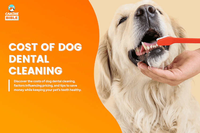 costs of dog dental cleaning