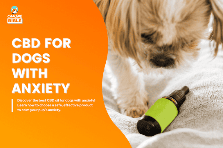 Best CBD Oil for Dogs with Anxiety 2025: A Natural Calming Solution