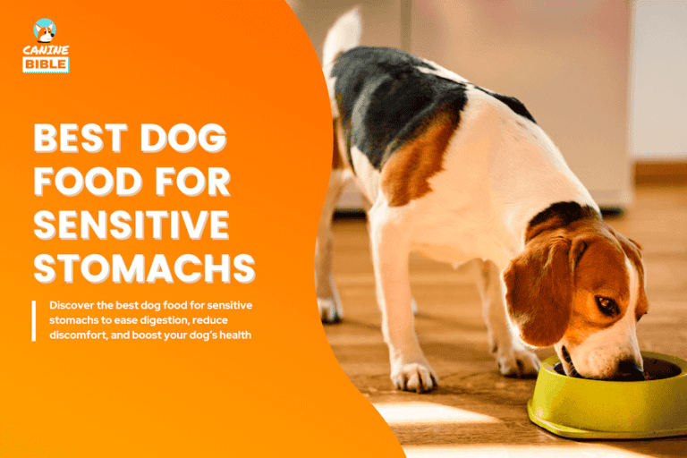 best dog food for sensitive stomachs