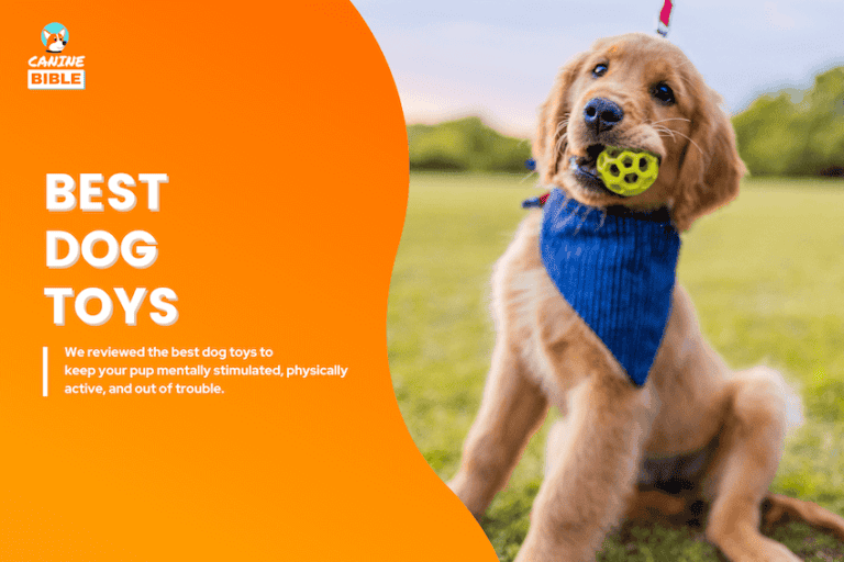 best dog toys